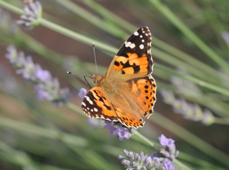 Lepidottero da ID - Vanessa cardui